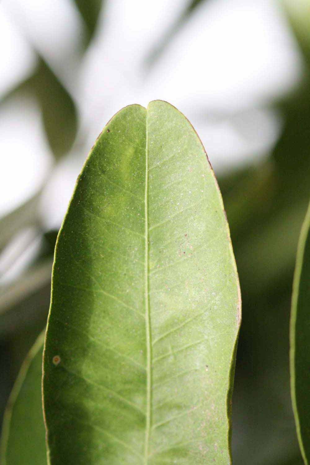              Margin (Riverside, CA)       